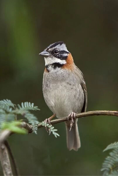 Peru, A rufous-collared sparrow. These birds are commonly seen around the world-famous Inca ruins at