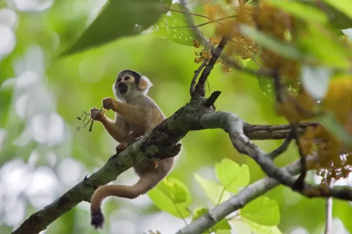 Framed Print : Peru. A Squirrel monkey feeds on flowers in the lush, tropical forest on the banks of the Madre de Dios Framed Print : Peru. A Squirrel monkey feeds on flowers in the lush, tropical forest on the banks of the Madre de Dios