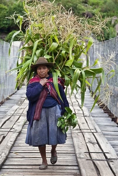 Peru, A woman with a load of maize stalks to feed to her pigs crosses a narrow bridge spanning the Urubamba