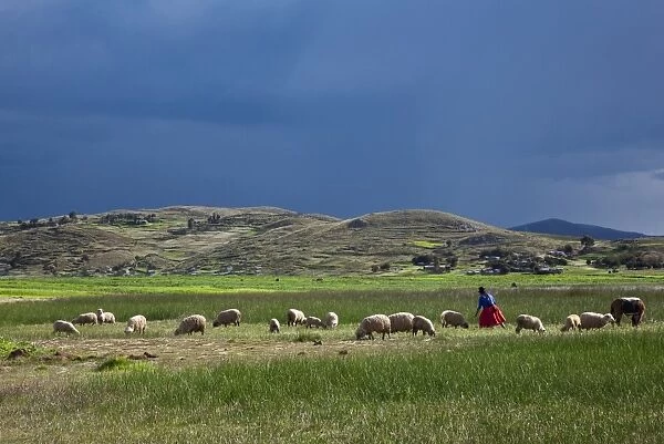 Peru, A woman looks after her sheep along the shores of Lake Titicaca as rain threatens