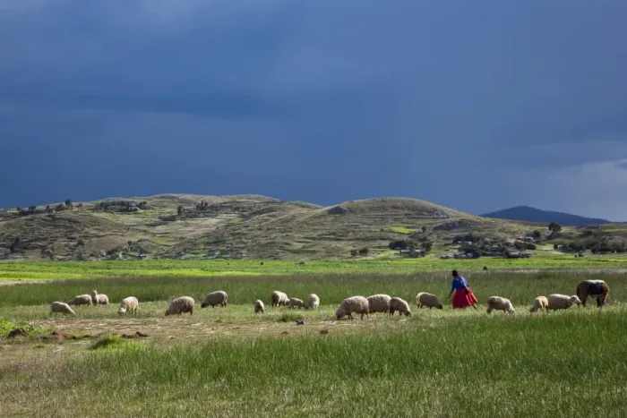 Framed Print : Peru, A woman looks after her sheep along the shores of Lake Titicaca as rain threatens Framed Print : Peru, A woman looks after her sheep along the shores of Lake Titicaca as rain threatens