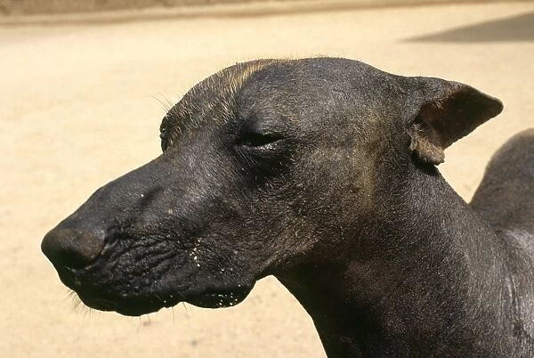 A Peruvian hairless dog helps guard the Chimu site