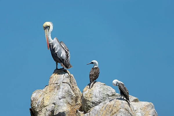 Peruvian pelican (Pelecanus thagus) and two Peruvian boobies (Sula variegata) on rock, Ballestas Islands, Paracas District, Pisco Province, Ica Region, Peru