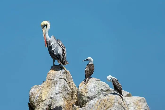 Framed Print : Peruvian pelican (Pelecanus thagus) and two Peruvian boobies (Sula variegata) on rock, Ballestas Islands, Paracas District, Pisco Province, Ica Region, Peru Framed Print : Peruvian pelican (Pelecanus thagus) and two Peruvian boobies (Sula variegata) on rock, Ballestas Islands, Paracas District, Pisco Province, Ica Region, Peru
