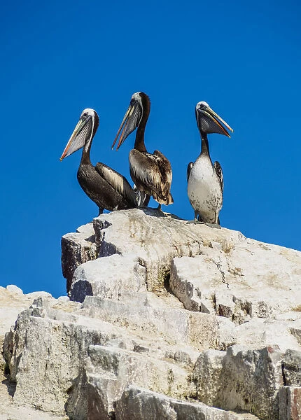Peruvian pelicans(Pelecanus thagus), Ballestas Islands near Paracas, Ica Region, Peru