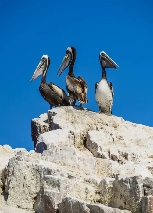 Framed Print : Peruvian pelicans(Pelecanus thagus), Ballestas Islands near Paracas, Ica Region, Peru Framed Print : Peruvian pelicans(Pelecanus thagus), Ballestas Islands near Paracas, Ica Region, Peru