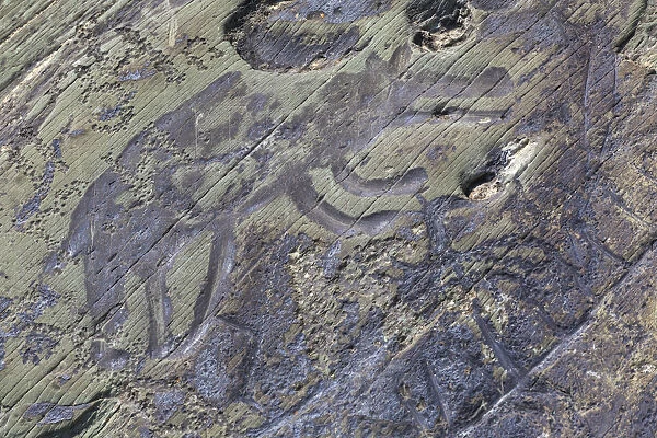 Petrogliph, Tomskaya pisanitsa open air museum, Tom River, Kemerovo region, Russia