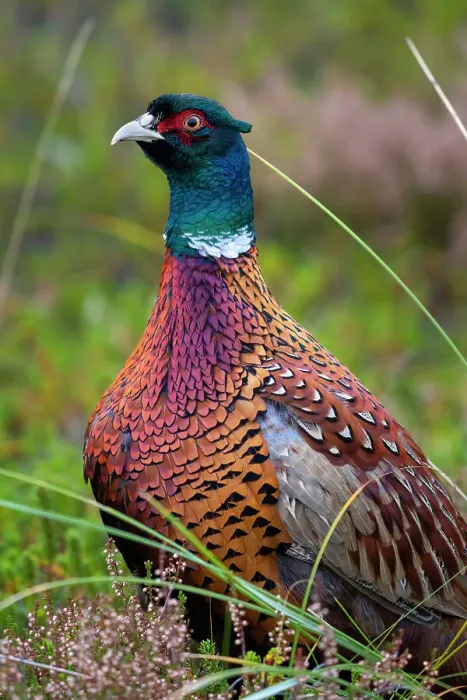 Framed Print : Pheasant (Phasianus colchicus) among heather near Norddorf in autumn, UNESCO, Amrum island, Nordfriesland, Schleswig-Holstein, Germany Framed Print : Pheasant (Phasianus colchicus) among heather near Norddorf in autumn, UNESCO, Amrum island, Nordfriesland, Schleswig-Holstein, Germany