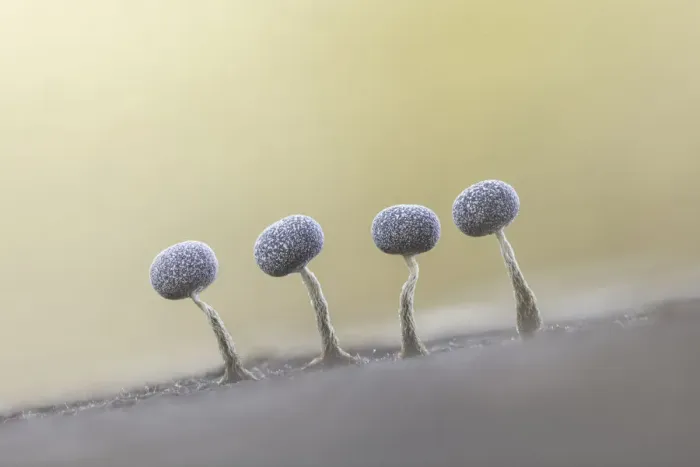 Framed Print : Physarum spp. Slime Mould sporangia, New Forest National Park, Hampshire, England, UK