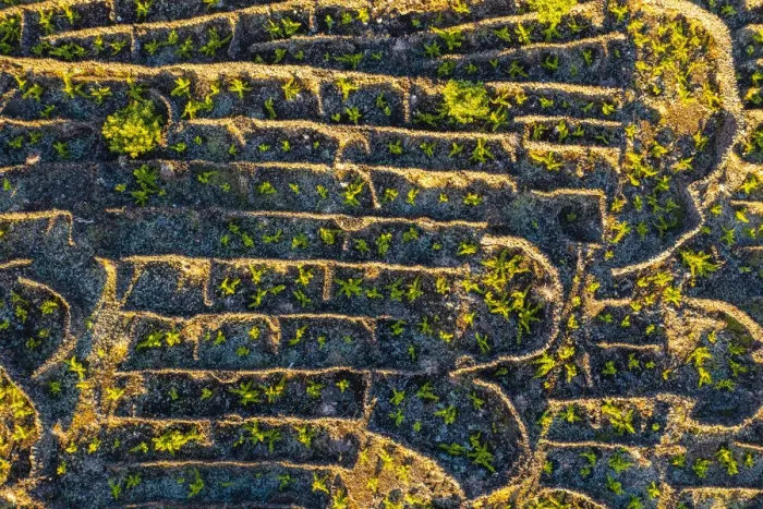 Framed Print : Pico island, Azores, Portugal. Vineyards of Landscape of the Pico Island Vineyard Culture Framed Print : Pico island, Azores, Portugal. Vineyards of Landscape of the Pico Island Vineyard Culture