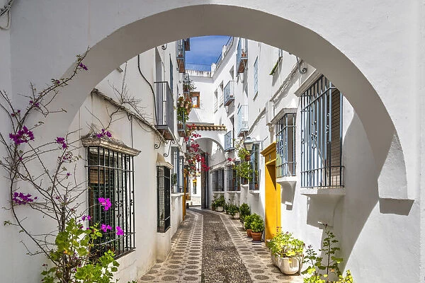 Picturesque cobbled alley with whitewashed houses and flowers, Cordoba, Andalusia, Spain