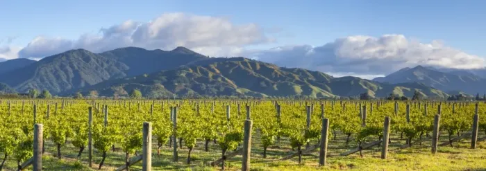 Framed Print : Picturesque Vineyard, Blenheim, Marlborough, South Island, New Zealand Framed Print : Picturesque Vineyard, Blenheim, Marlborough, South Island, New Zealand