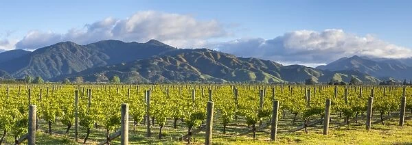 Picturesque Vineyard, Blenheim, Marlborough, South Island, New Zealand