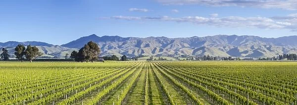 Picturesque Vineyard, Blenheim, Marlborough, South Island, New Zealand