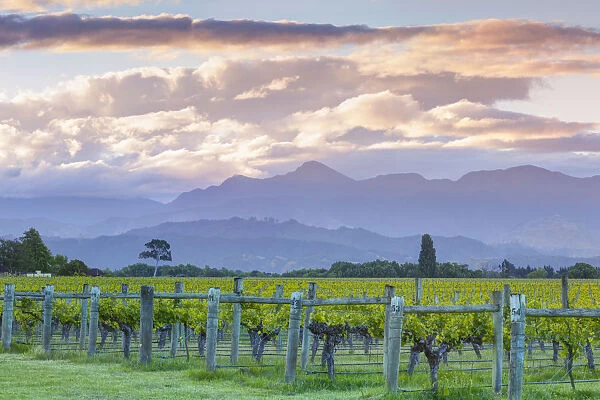 Picturesque Vineyard illuminated at sunset, Blenheim, Marlborough, South Island, New