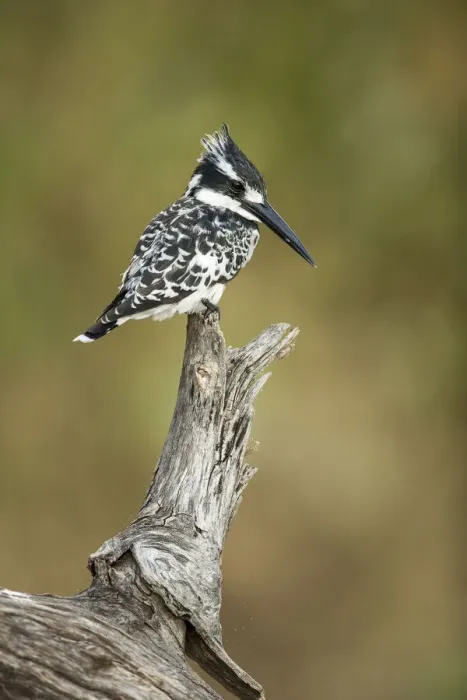 Framed Print : Pied Kingfisher (Ceryle rudis), Chobe River, Botswana Framed Print : Pied Kingfisher (Ceryle rudis), Chobe River, Botswana