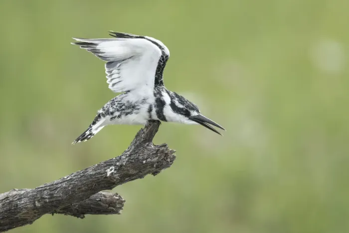 Framed Print : Pied Kingfisher (Ceryle rudis), Chobe River, Botswana Framed Print : Pied Kingfisher (Ceryle rudis), Chobe River, Botswana