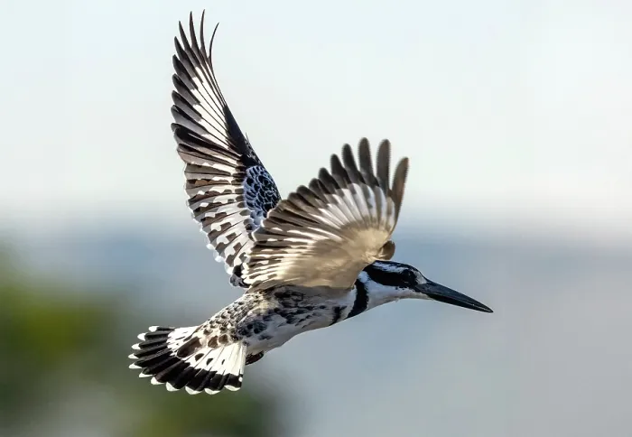 Framed Print : Pied Kingfisher (Ceryle rudis) in flight, Zimanga Private Game Reserve, KwaZulu Natal, South Africa
