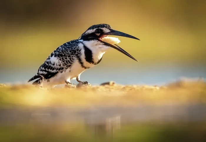 Framed Print : Pied Kingfisher (Ceryle rudis) regurgitating food, Zimanga Private Game Reserve, KwaZulu Natal, South Africa Framed Print : Pied Kingfisher (Ceryle rudis) regurgitating food, Zimanga Private Game Reserve, KwaZulu Natal, South Africa
