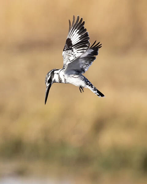 Pied Kingfisher hovering, Okavango Delta, Botswana