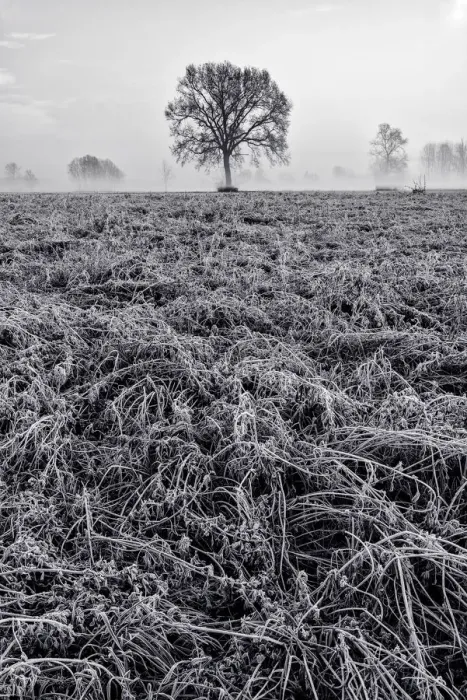 Framed Print : Piedmont Plain, Turin district, Piedmont, Italy. Winter air frost in the Piedmont plain Framed Print : Piedmont Plain, Turin district, Piedmont, Italy. Winter air frost in the Piedmont plain