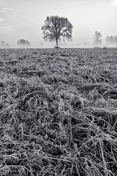 Piedmont Plain, Turin district, Piedmont, Italy. Winter air frost in the Piedmont plain