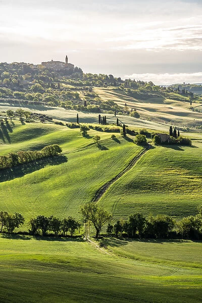 Pienza in background, green meadow and spring field in foreground, Val d Orcia