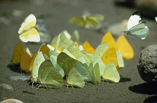Pierid butterflies. Absorb minerals from the urine of capybaras deposited