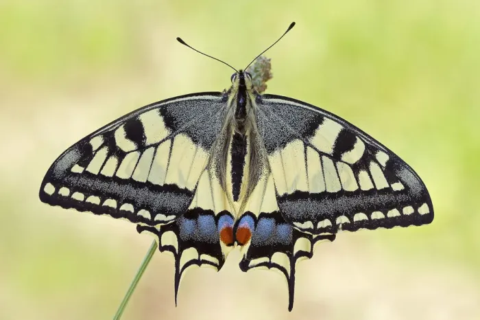 Framed Print : Pieve d Olmi, Cremona, Lombardy, Italy Macro photograph of a Papilio machaon with Framed Print : Pieve d Olmi, Cremona, Lombardy, Italy Macro photograph of a Papilio machaon with