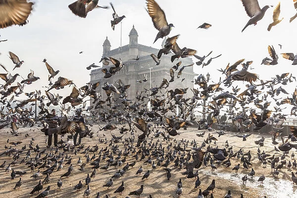 Pigeons, India Gate, Colaba, Mumbai (Bombay), India