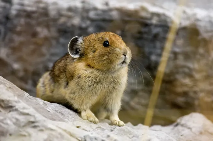 Framed Print : Pika, Ochotona princeps in rockfall habitat, Jasper National Park, Alberta, Canada