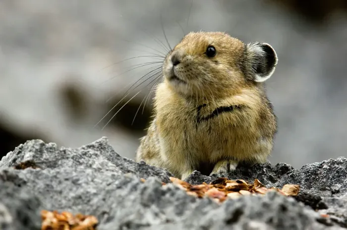 Framed Print : Pika, Ochotona princeps in rockfall habitat, Jasper National Park, Alberta, Canada Framed Print : Pika, Ochotona princeps in rockfall habitat, Jasper National Park, Alberta, Canada