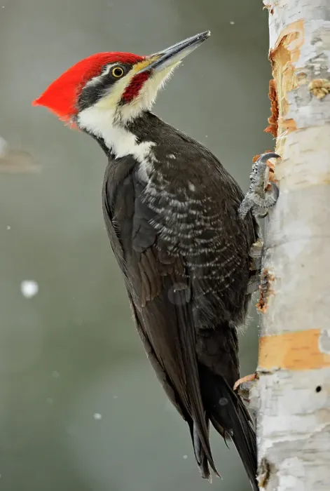 Framed Print : Pileated woodpecker (Dryocopus pileatus). Male at winter feeder, Greater Sudbury, Ontario, Canada Framed Print : Pileated woodpecker (Dryocopus pileatus). Male at winter feeder, Greater Sudbury, Ontario, Canada
