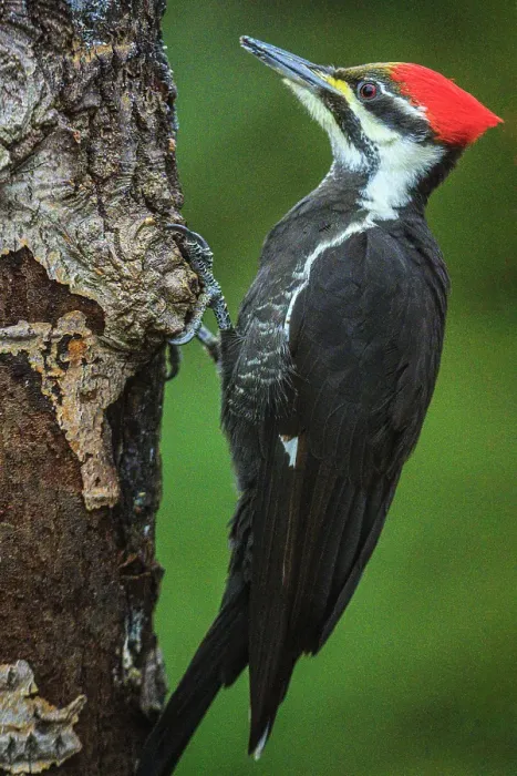 Framed Print : Pileated woodpecker (Dryocopus pileatus), Greater Subdury, Ontario, Canada