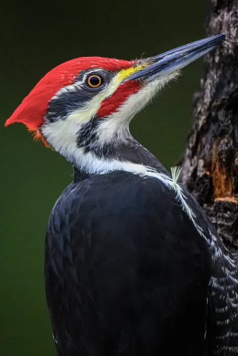 Framed Print : Pileated woodpecker (Dryocopus pileatus), Greater Subdury, Ontario, Canada