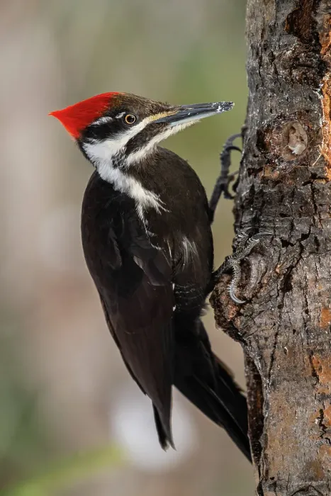 Framed Print : Pileated woodpecker (Dryocopus pileatus) Female, Greater Sudbury, Ontario, Canada Framed Print : Pileated woodpecker (Dryocopus pileatus) Female, Greater Sudbury, Ontario, Canada