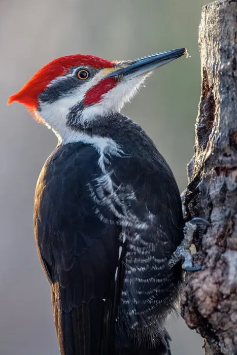 Framed Print : Pileated woodpecker (Dryocopus pileatus) Female, Greater Sudbury, Ontario, Canada Framed Print : Pileated woodpecker (Dryocopus pileatus) Female, Greater Sudbury, Ontario, Canada