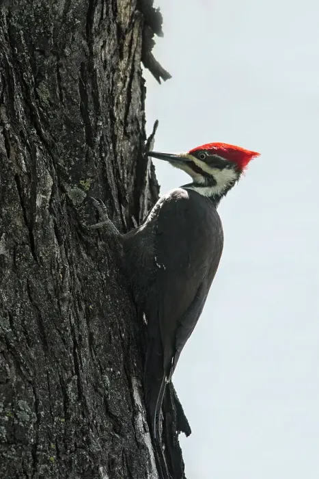 Framed Print : Pileated woodpecker (Dryocopus pileatus) in maple tree, Winnipeg, Manitoba, Canada