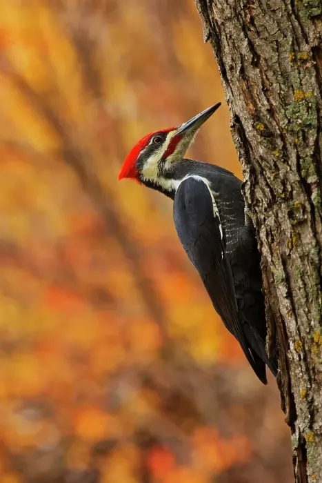 Framed Print : Pileated woodpecker searching for insects on mature maple tree (Dryocopus pileatus) Winnipeg Manitoba, Canada Framed Print : Pileated woodpecker searching for insects on mature maple tree (Dryocopus pileatus) Winnipeg Manitoba, Canada