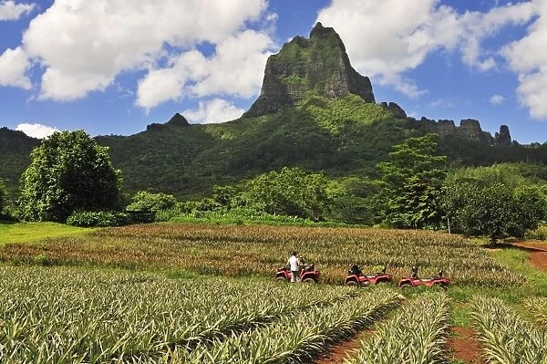 Pinapple Plantation, Mount Tohiea, Valle de Gauguin, Moorea, French Polynesia, South Seas
