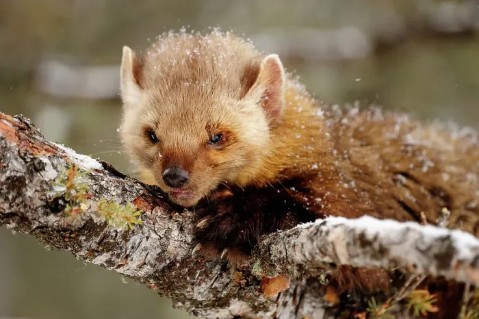 Framed Print : Pine / American Marten (Martes americana)- captive in winter habitat, Bozeman, Montana, USA Framed Print : Pine / American Marten (Martes americana)- captive in winter habitat, Bozeman, Montana, USA