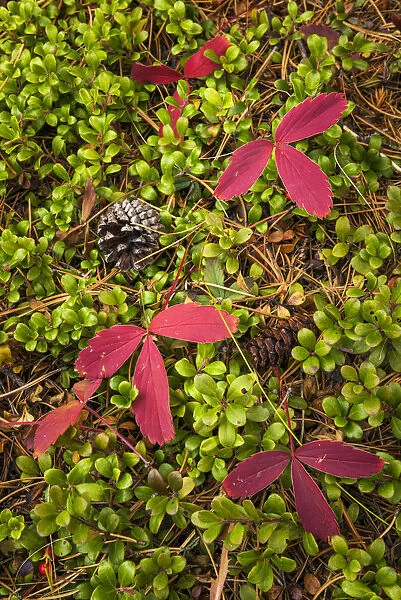 Pine Cones and Red Leaves, Banff National Park, Alberta, Canada