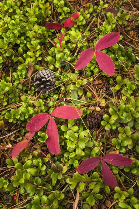 Framed Print : Pine Cones and Red Leaves, Banff National Park, Alberta, Canada Framed Print : Pine Cones and Red Leaves, Banff National Park, Alberta, Canada