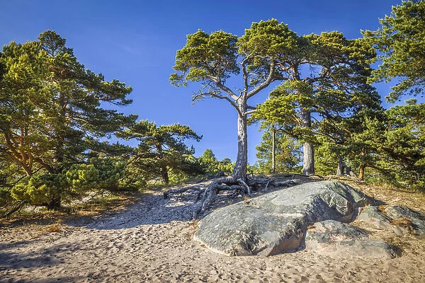 Pine forest on the coast of Sandhamn Island, Stockholm County, Sweden