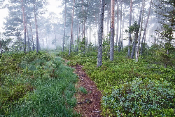 Pine forest - Germany, Bavaria, Upper Bavaria, Berchtesgadener Land, Freilassing