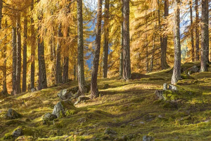 Framed Print : Pine forest towards Lake Tovel Europe, Italy, Trentino Alto Adige, Sun valley, Pejo city