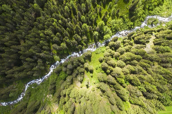 pine forest in Otro Valley (Alagna, Valsesia, Vercelli province, Piedmont, Italy)