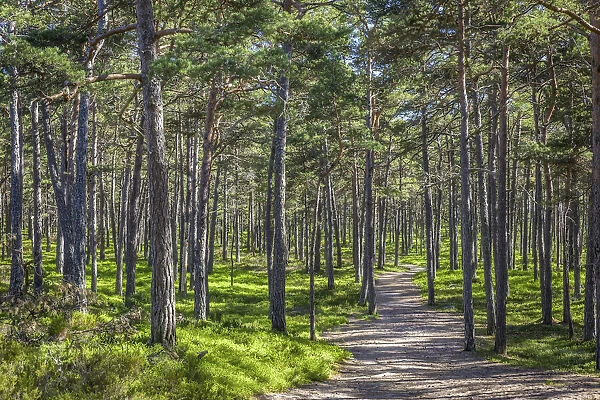 Pine forest on Sandhamn Island, Stockholm County, Sweden