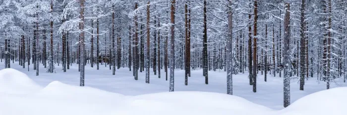 Framed Print : Pine Forest in Winter, Lapland, Finland Framed Print : Pine Forest in Winter, Lapland, Finland