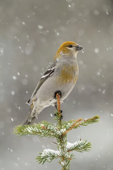 Framed Print : Pine grosbeak (Pinicola enucleator) Female / juvenile winter migrant neer seed feeder, Greater Sudbury, Ontario, Canada Framed Print : Pine grosbeak (Pinicola enucleator) Female / juvenile winter migrant neer seed feeder, Greater Sudbury, Ontario, Canada